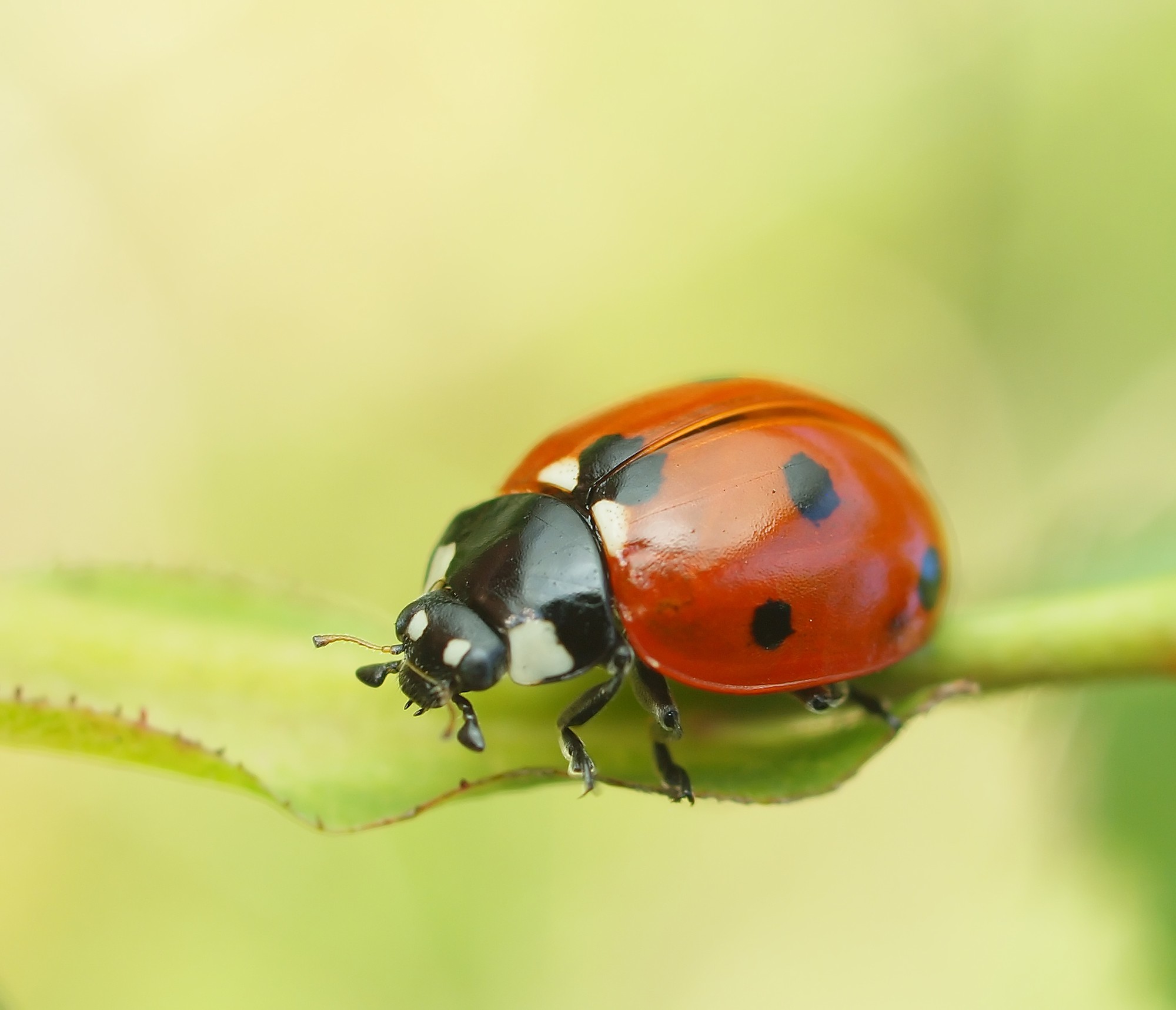 Atelier scientifique Aspi insectes